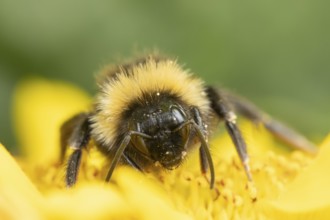Buff tailed bumblebee (Bombus terrestris) adult bee insect feeding on a garden sunflower flower in