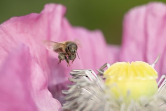 European honey bee (Apis mellifera) adult insect flying over a garden Opium poppy flower in summer,