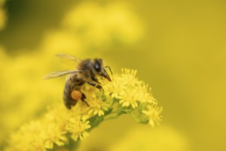 European honey bee (Apis mellifera) adult insect feeding on a garden yellow Golden rod flower in