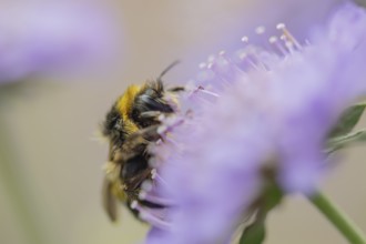 Buff tailed bumblebee (Bombus terrestris) adult bee insect feeding on a Field scabious flower in