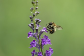 Common carder bumblebee (Bombus pascuorum) adult bee insect feeding on a garden Toadflax flower in