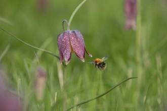 Common carder bumblebee (Bombus pascuorum) adult bee insect flying towards a Snake's head