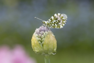 Orange tip butterfly (Anthocharis cardamines) adult insect resting on a garden Allium flower bud in