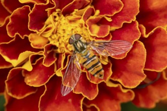 Common hoverfly (Eupeodes corollae) adult insect feeding on a garden French marigold flower in