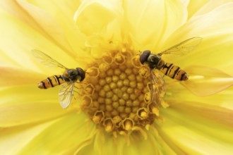 Common hoverfly (Eupeodes corollae) two adult insects feeding on a garden yellow Dahlia flower in