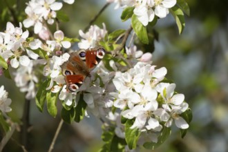 Peacock butterfly (Aglais io) adult insect feeding on fruit tree blossom flowers in spring,