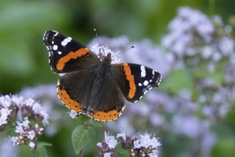 Red admiral butterfly (Vanessa atalanta) adult insect feeding on garden Wild marjoram or Oregano