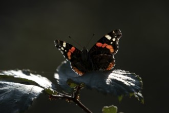 Red admiral butterfly (Vanessa atalanta) adult insect resting on a bramble leaf in summer, England,