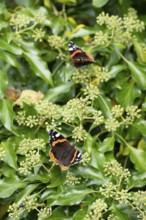 Red admiral butterfly (Vanessa atalanta) adult insect feeding on Ivy flowers in autumn, England,
