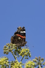 Red admiral butterfly (Vanessa atalanta) adult insect feeding on garden Ivy flowers in summer,