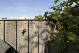 Red admiral butterfly (Vanessa atalanta) adult insect resting on a garden fence in summer, England,