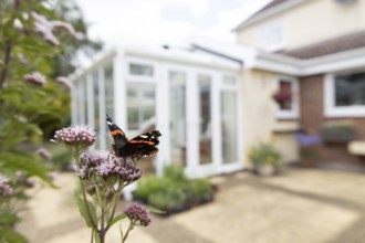 Red admiral butterfly (Vanessa atalanta) adult insect feeding on garden Hemp-agrimony flowers with