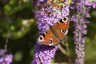 Peacock butterfly (Aglais io) adult insect feeding on garden purple Buddleia or Buddleja flowers in