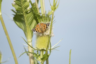 Painted lady butterfly (Vanessa cardui) adult insect feeding on a Teasel flower in summer, England,