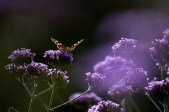 Painted lady butterfly (Vanessa cardui) adult insect feeding on garden Verbena bonariensis flowers