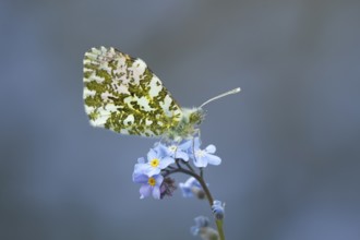 Orange tip butterfly (Anthocharis cardamines) adult insect on a garden blue Forget-me-not flower in