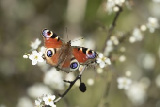 Peacock butterfly (Aglais io) adult insect feeding on Blackthorn blossom flowers in spring,