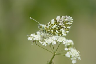 Orange tip butterfly (Anthocharis cardamines) adult insect on a garden white flower in spring,