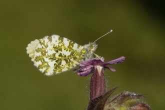 Orange tip butterfly (Anthocharis cardamines) adult insect on a garden Red campion flower in