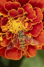 Common hoverfly (Eupeodes corollae) adult insect feeding on a garden French marigold flower in