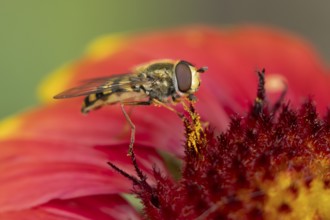 Common hoverfly (Eupeodes corollae) adult insect feeding on a garden Gaillardia flower in summer,