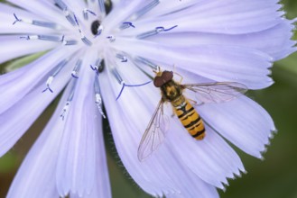 Common hoverfly (Eupeodes corollae) adult insect feeding on a garden Chicory flower in summer,
