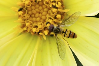 Common hoverfly (Eupeodes corollae) adult insect feeding on a garden yellow Dahlia flower in