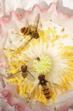 Common hoverfly (Eupeodes corollae) three adult insects feeding on a garden poppy flower in summer,
