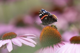 Red admiral butterfly (Vanessa atalanta) adult insect feeding on a garden purple Coneflower