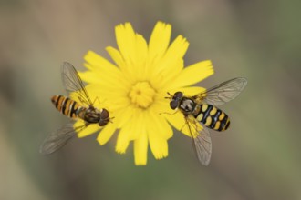 Common hoverfly (Eupeodes corollae) two adult insects feeding on a garden yellow flower in summer,