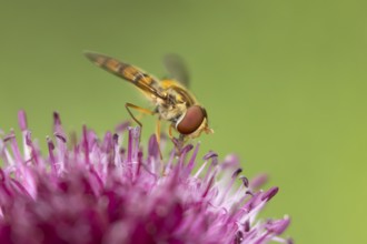 Common hoverfly (Eupeodes corollae) adult insect feeding on a garden purple Allium flower in