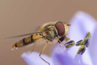 Common hoverfly (Eupeodes corollae) adult insect feeding on a garden blue Agapanthus flower in