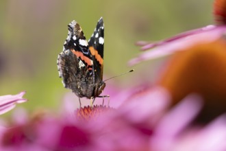 Red admiral butterfly (Vanessa atalanta) adult insect feeding on a garden purple Coneflower