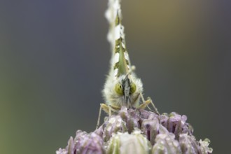 Orange tip butterfly (Anthocharis cardamines) adult insect resting on a garden Allium flower bud in