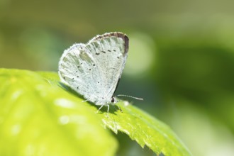 Holly blue butterfly (Celastrina argiolus) adult insect resting on a plant leaf in summer, England,