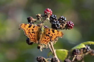 Comma butterfly (Polygonia c-album) adult insect on blackberries fruit in autumn, England, United