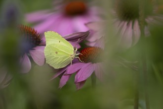 Brimstone butterfly (Gonepteryx rhamni) adult insect feeding on garden purple Coneflower (Echinacea