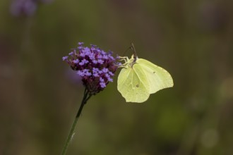 Brimstone butterfly (Gonepteryx rhamni) adult insect feeding on garden Verbena bonariensis flowers