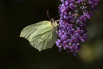 Brimstone butterfly (Gonepteryx rhamni) adult insect feeding on garden purple Buddleia or Buddleja