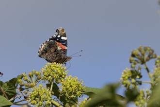 Red admiral butterfly (Vanessa atalanta) adult insect feeding on garden Ivy flowers in summer,