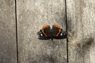 Red admiral butterfly (Vanessa atalanta) adult insect resting on a garden fence in summer, England,