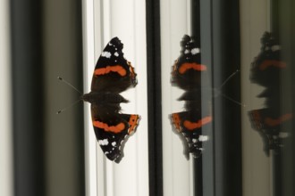 Red admiral butterfly (Vanessa atalanta) adult insect resting on a house conservatory window frame
