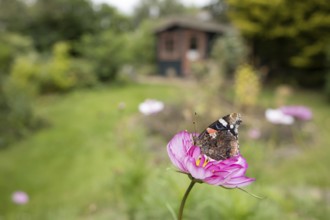 Red admiral butterfly (Vanessa atalanta) adult insect feeding on a garden Cosmos flower in summer,