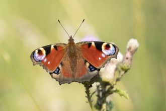Peacock butterfly (Aglais io) adult insect feeding on a Thistle flower in summer, England, United