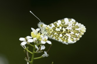 Orange tip butterfly (Anthocharis cardamines) adult insect feeding on a garden white Garlic mustard