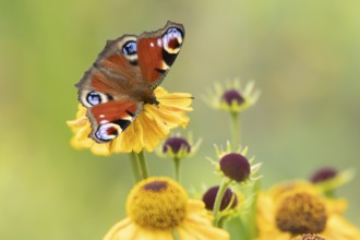 Peacock butterfly (Aglais io) adult insect feeding on a garden yellow Helenium flower in summer,
