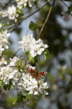 Peacock butterfly (Aglais io) adult insect feeding on fruit tree blossom flowers in spring,