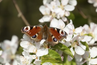 Peacock butterfly (Aglais io) adult insect feeding on fruit tree blossom flowers in spring,