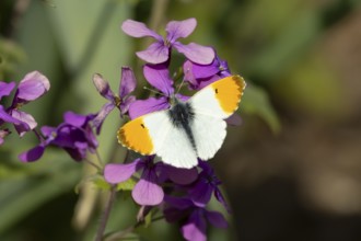 Orange tip butterfly (Anthocharis cardamines) adult insect feeding on a garden purple Honesty
