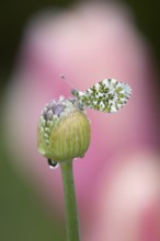 Orange tip butterfly (Anthocharis cardamines) adult insect resting on a garden Allium flower bud in
